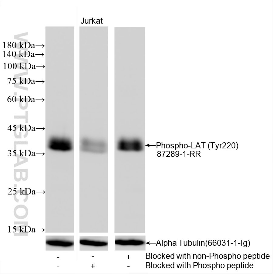 WB analysis of Jurkat using 87289-1-RR (same clone as 87289-1-PBS) WB analysis of Jurkat using 87289-1-RR (same clone as 87289-1-PBS)
