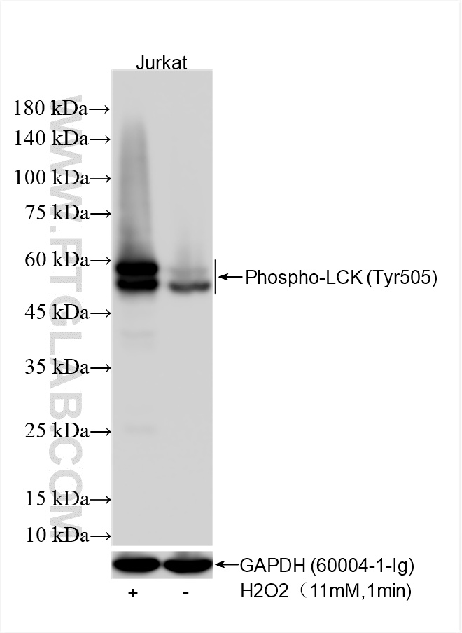 WB analysis using 85679-1-RR