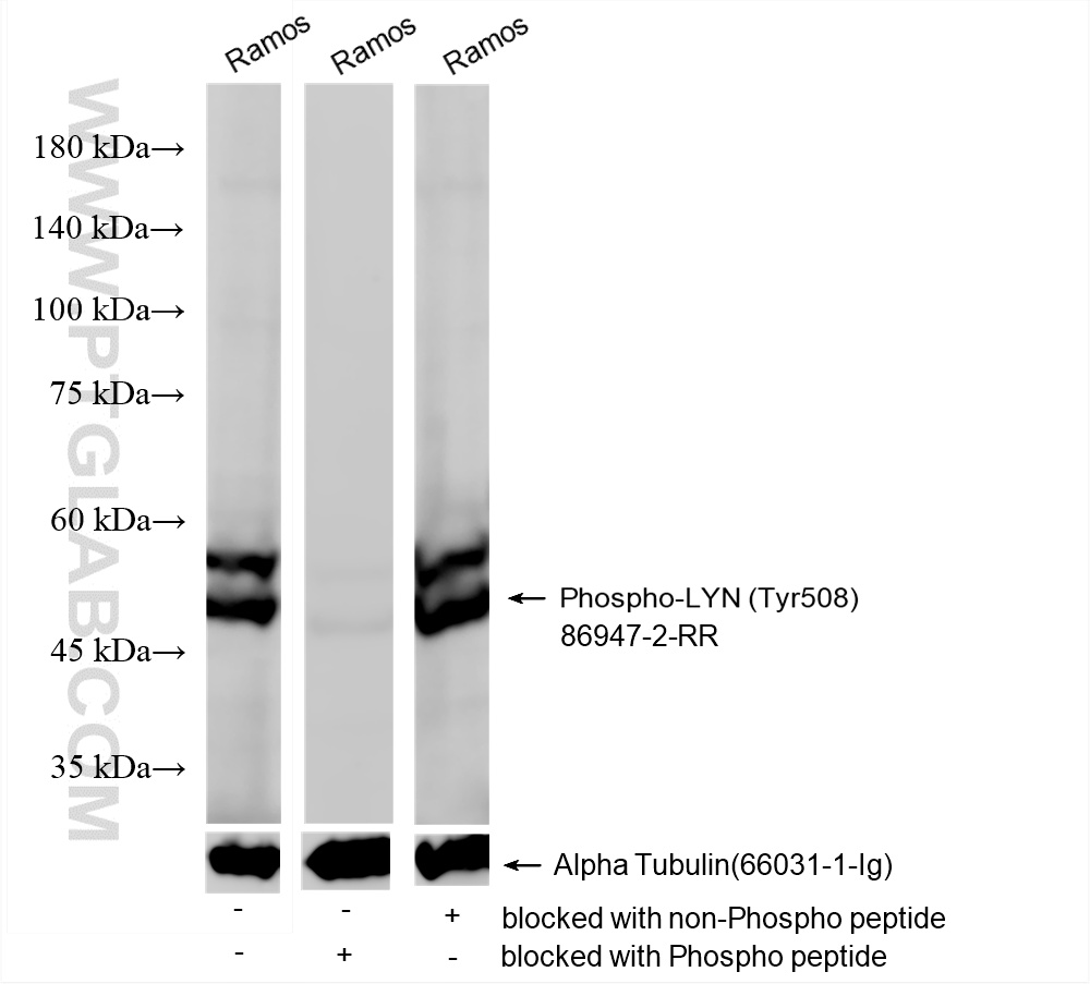 Ramos cell lysates were subjected to SDS PAGE followed by western blot with <a class='green' href='/productredirect?CatalogNo=80351-3-RR' target='_blank'>80351-3-RR</a> (Phospho-LYN (Tyr508)antibody) blocked with BSA only, Phospho-LYN (Tyr508) peptide or non-Phospho peptide at dilution of 1:1000 incubated at room temperature for 1.5 hours. WB analysis using 86947-2-RR
