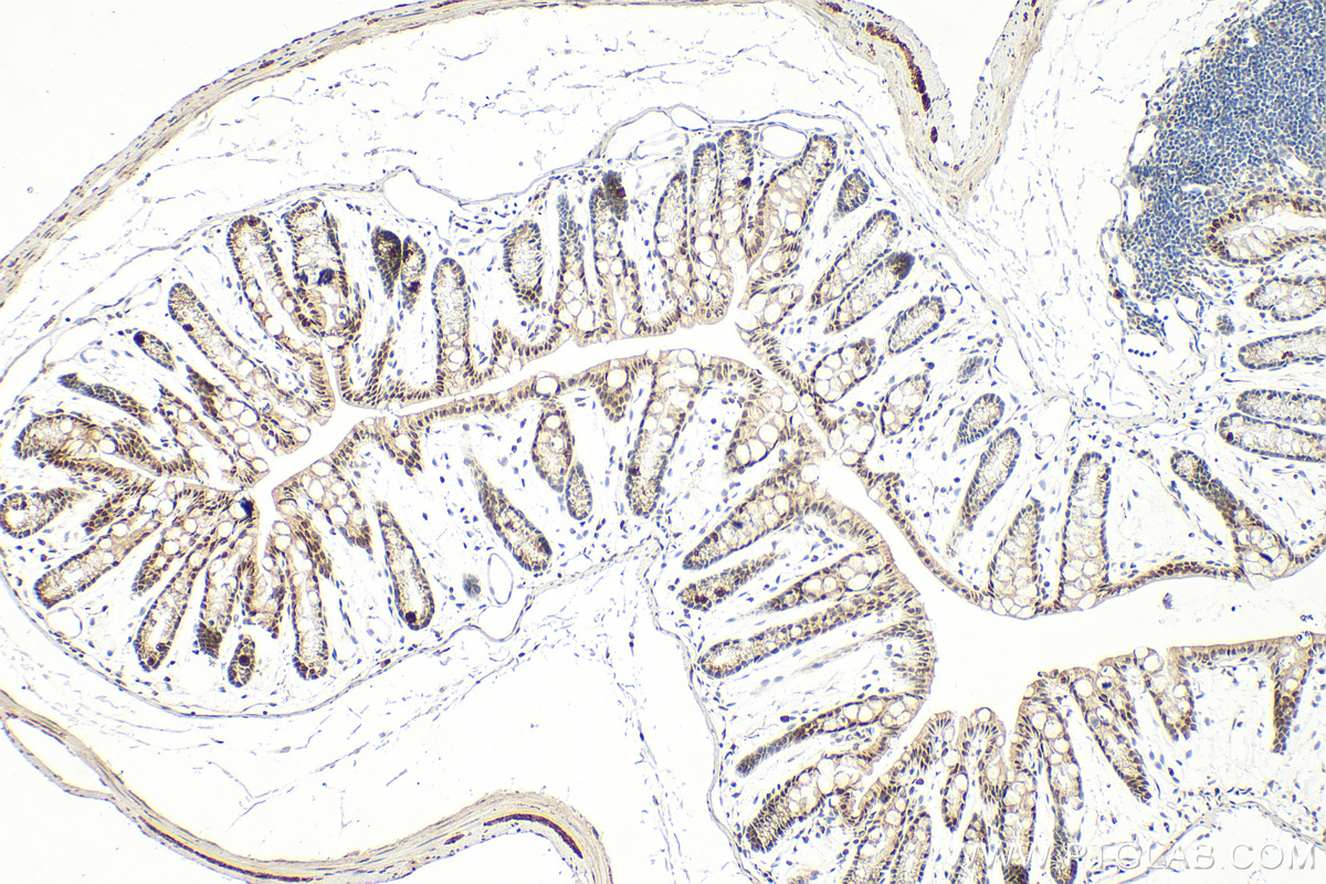 IHC staining of mouse colon using 87346-1-RR