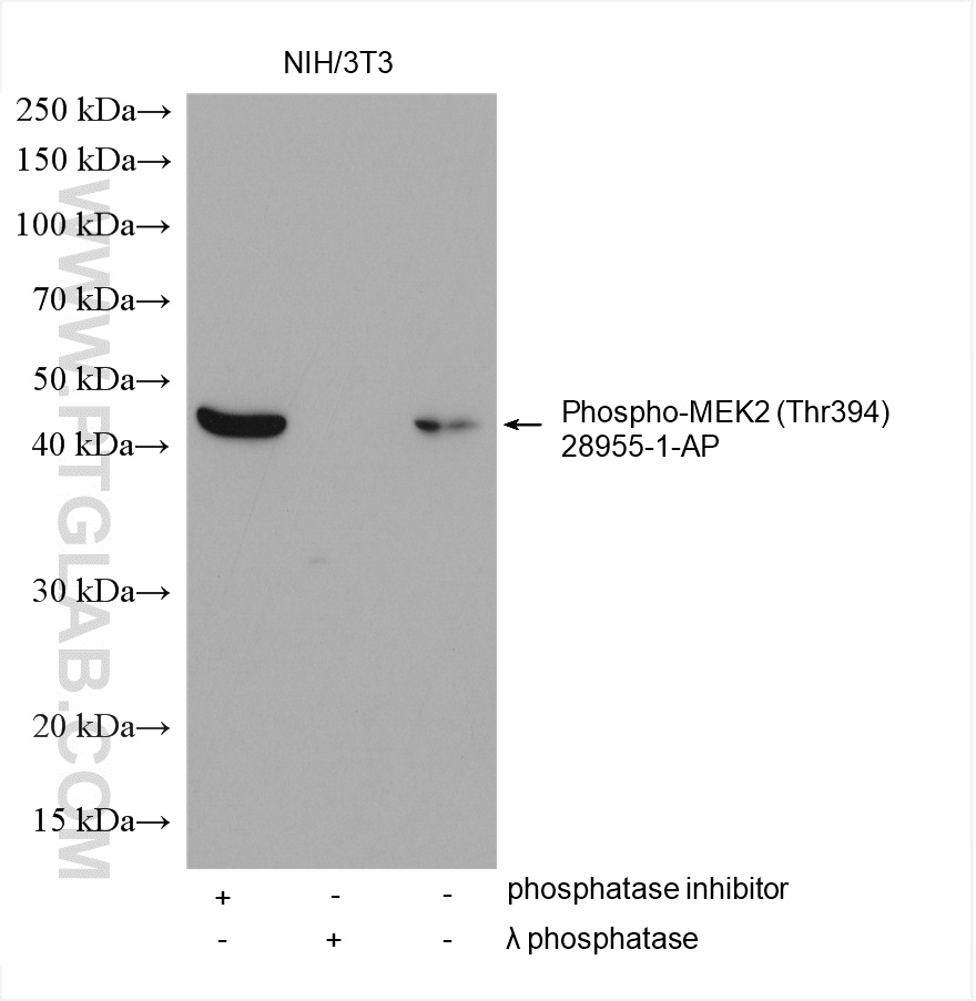 Phospho-MEK2 (Thr394)