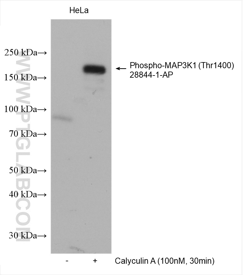 WB analysis using 28844-1-AP