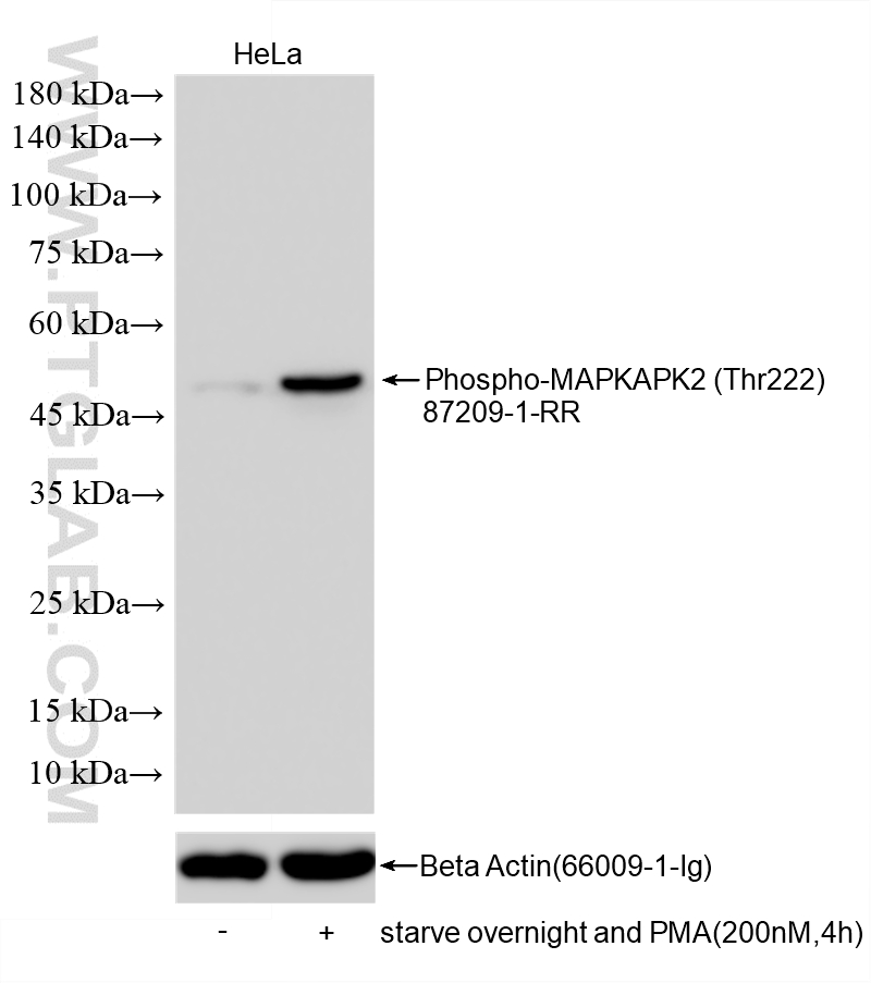 WB analysis using 87209-1-RR (same clone as 87209-1-PBS)