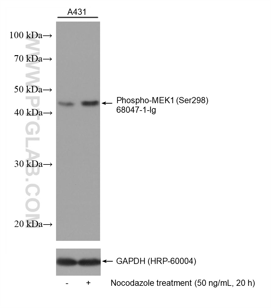 WB analysis using 68047-1-Ig