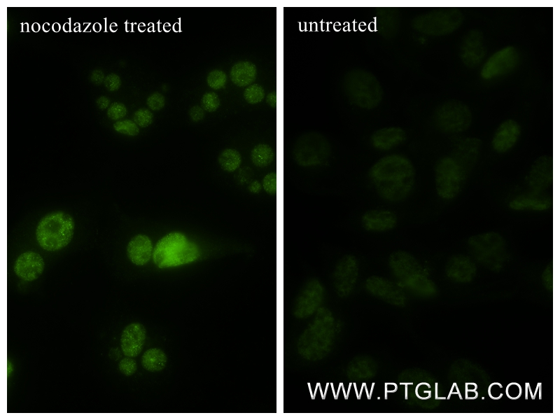 IF Staining of NIH/3T3 using 80629-2-RR