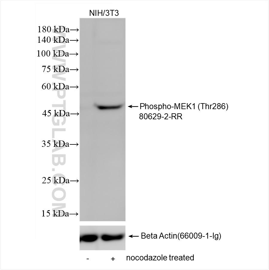 Non-treated NIH/3T3 cells and nocodazole treated NIH/3T3 cells were subjected to SDS PAGE followed by western blot with 80629-2-RR (Phospho-MEK1 (Thr286) antibody) at dilution of 1:10000 incubated at room temperature for 1.5 hours. The membrane was stripped and re-blotted with Beta Actin (<a class='green' href='/productredirect?CatalogNo=66009-1-Ig' target='_blank'>66009-1-Ig</a>) antibody as loading control. WB analysis of NIH/3T3 using 80629-2-RR