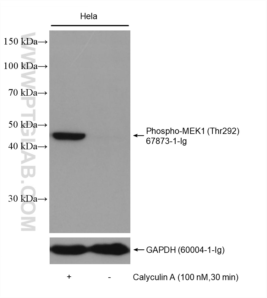 WB analysis using 67873-1-Ig