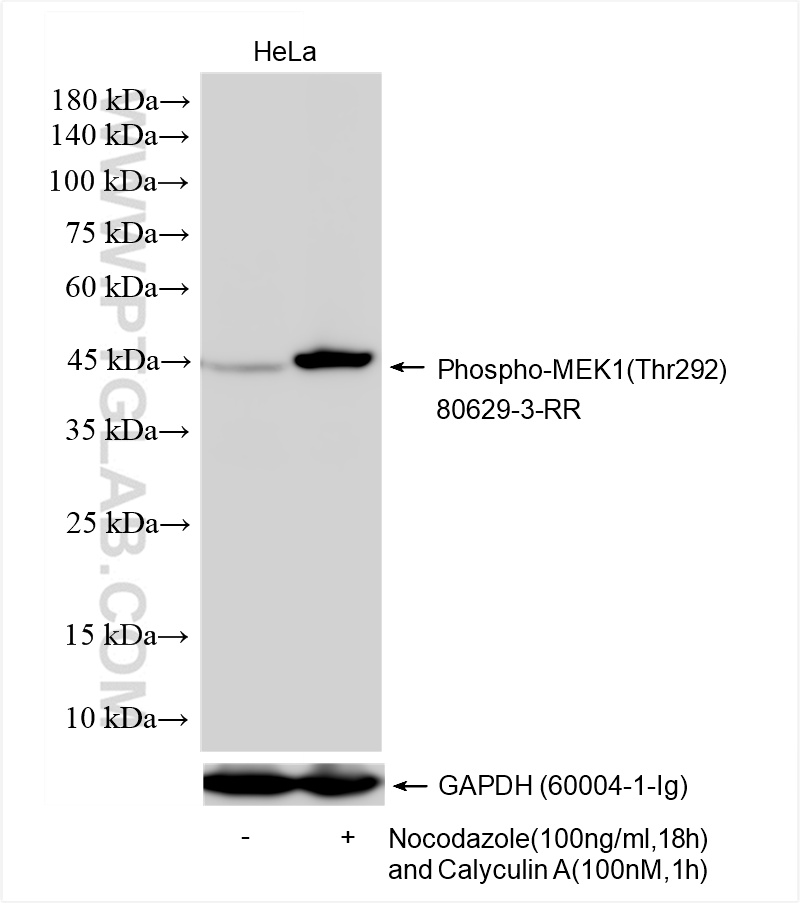 WB analysis using 80629-3-RR