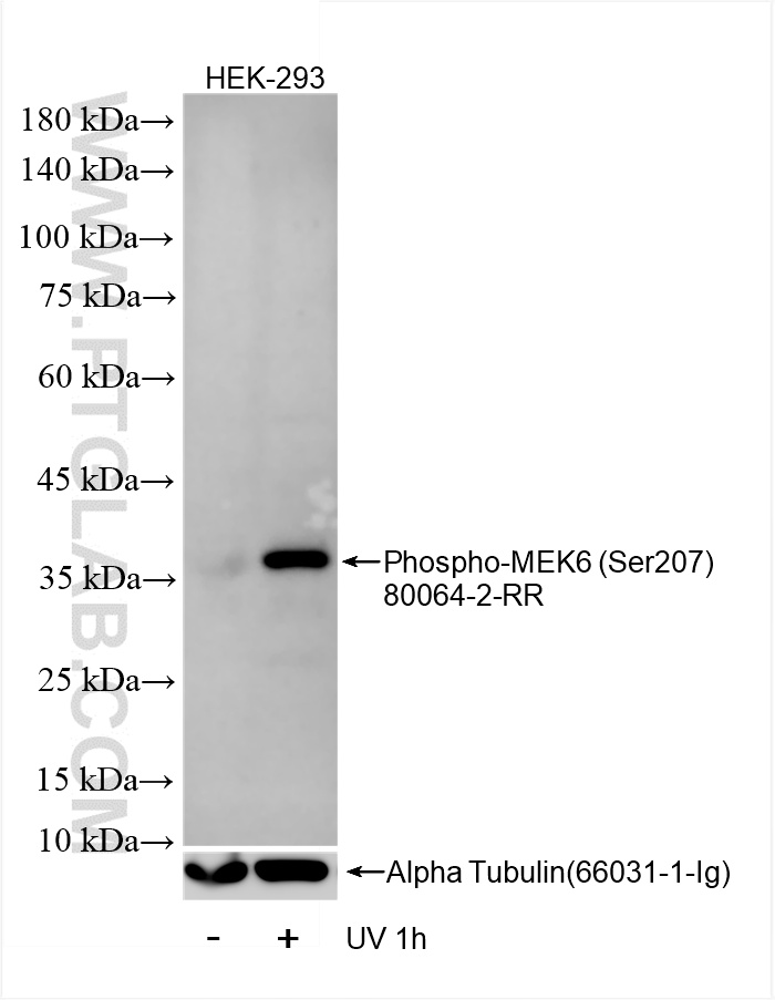 WB analysis of HEK-293 using 80064-2-RR