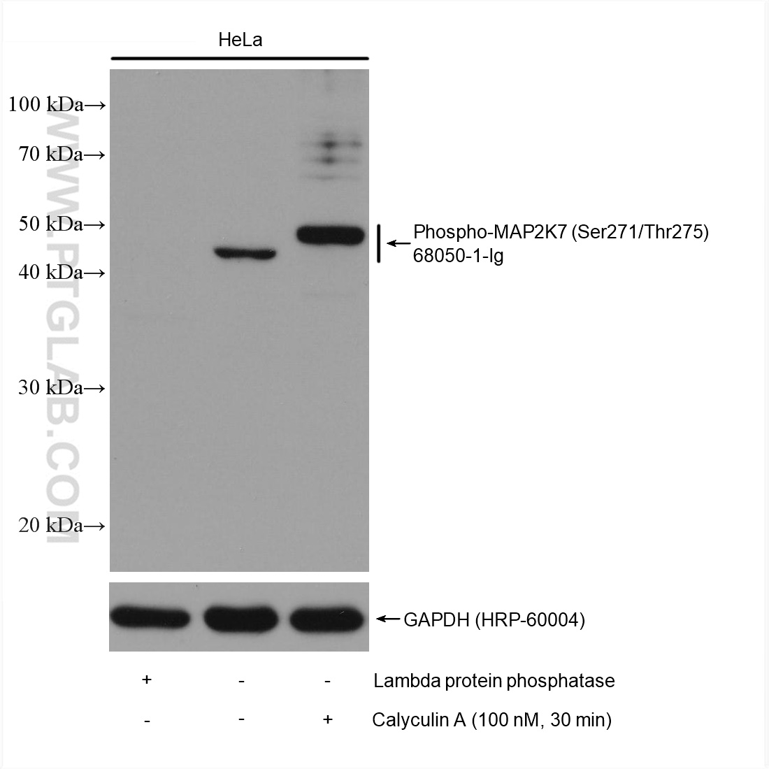 WB analysis using 68050-1-Ig