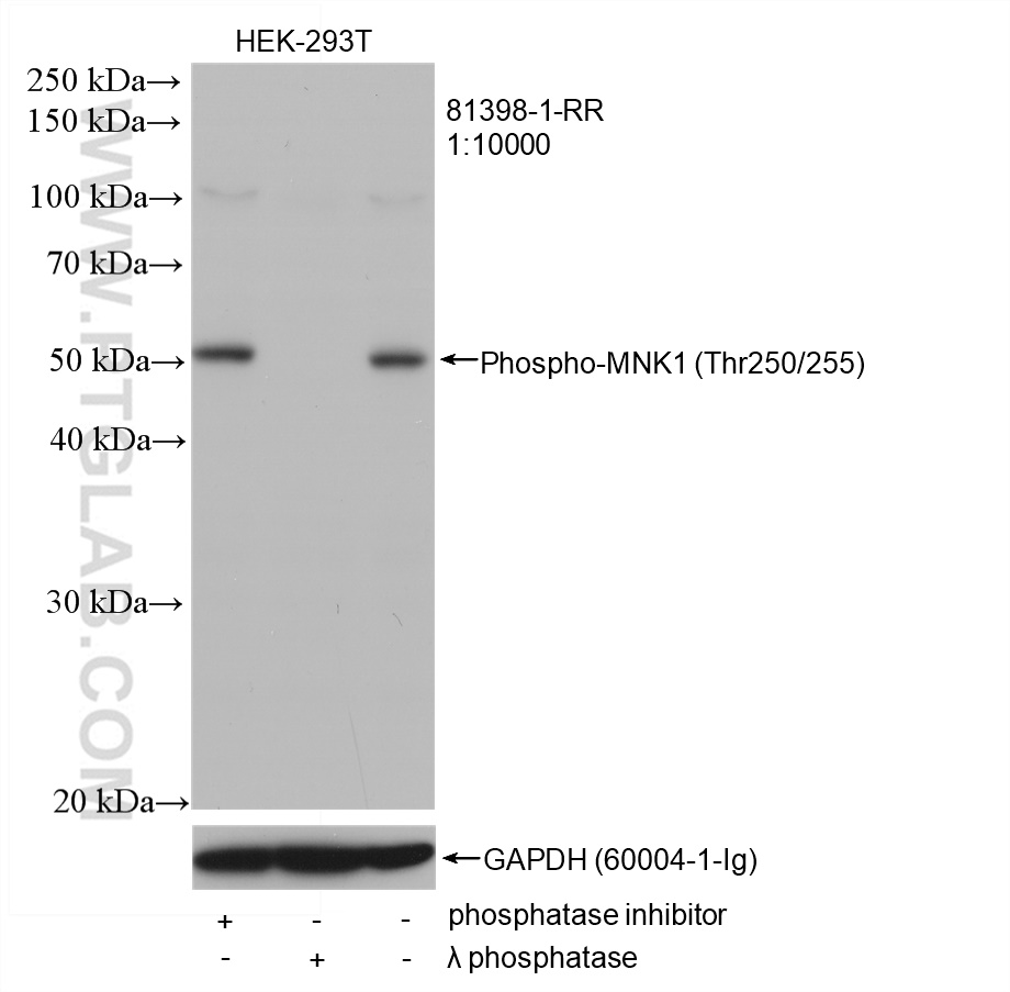 Phospho-MNK1 (Thr250/255)