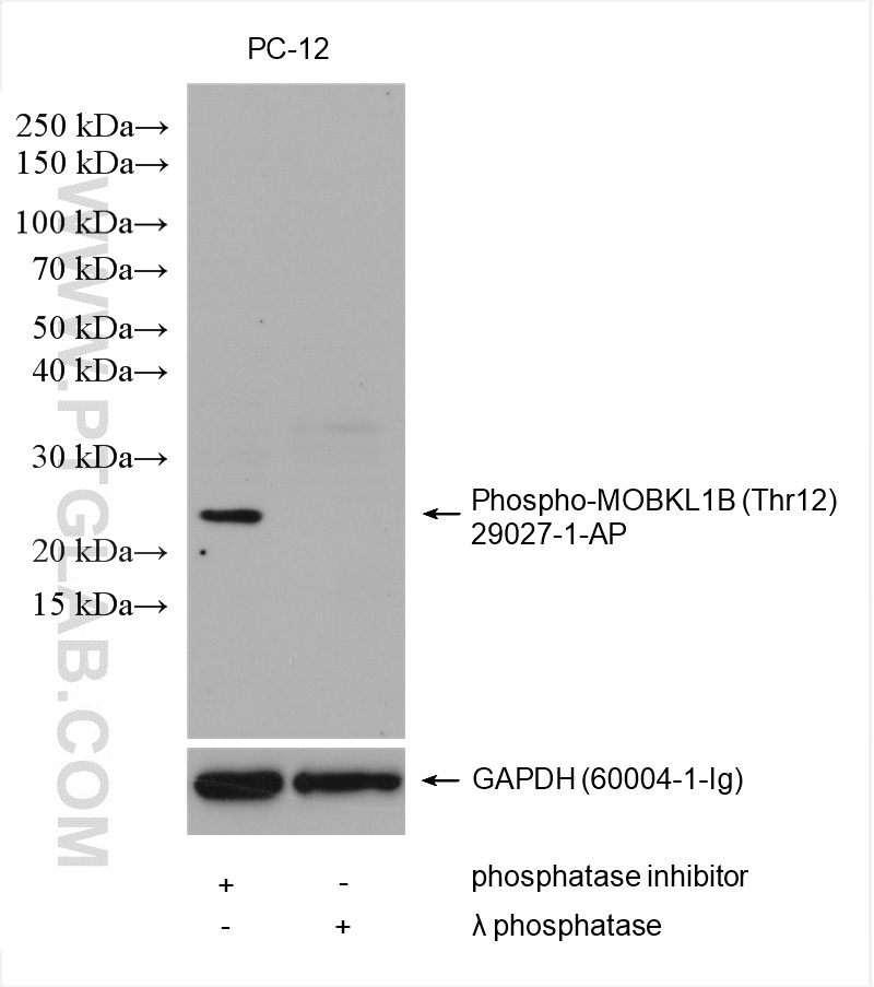 WB analysis using 29027-1-AP