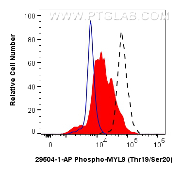 Phospho-MYL9 (Thr19/Ser20) 