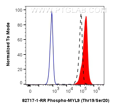 FC experiment of HeLa using 82717-1-RR (same clone as 82717-1-PBS)