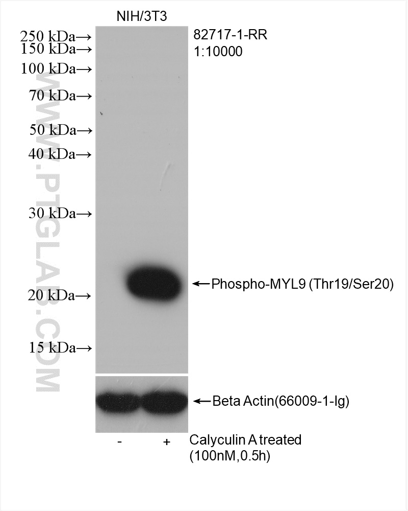 WB analysis using 82717-1-RR