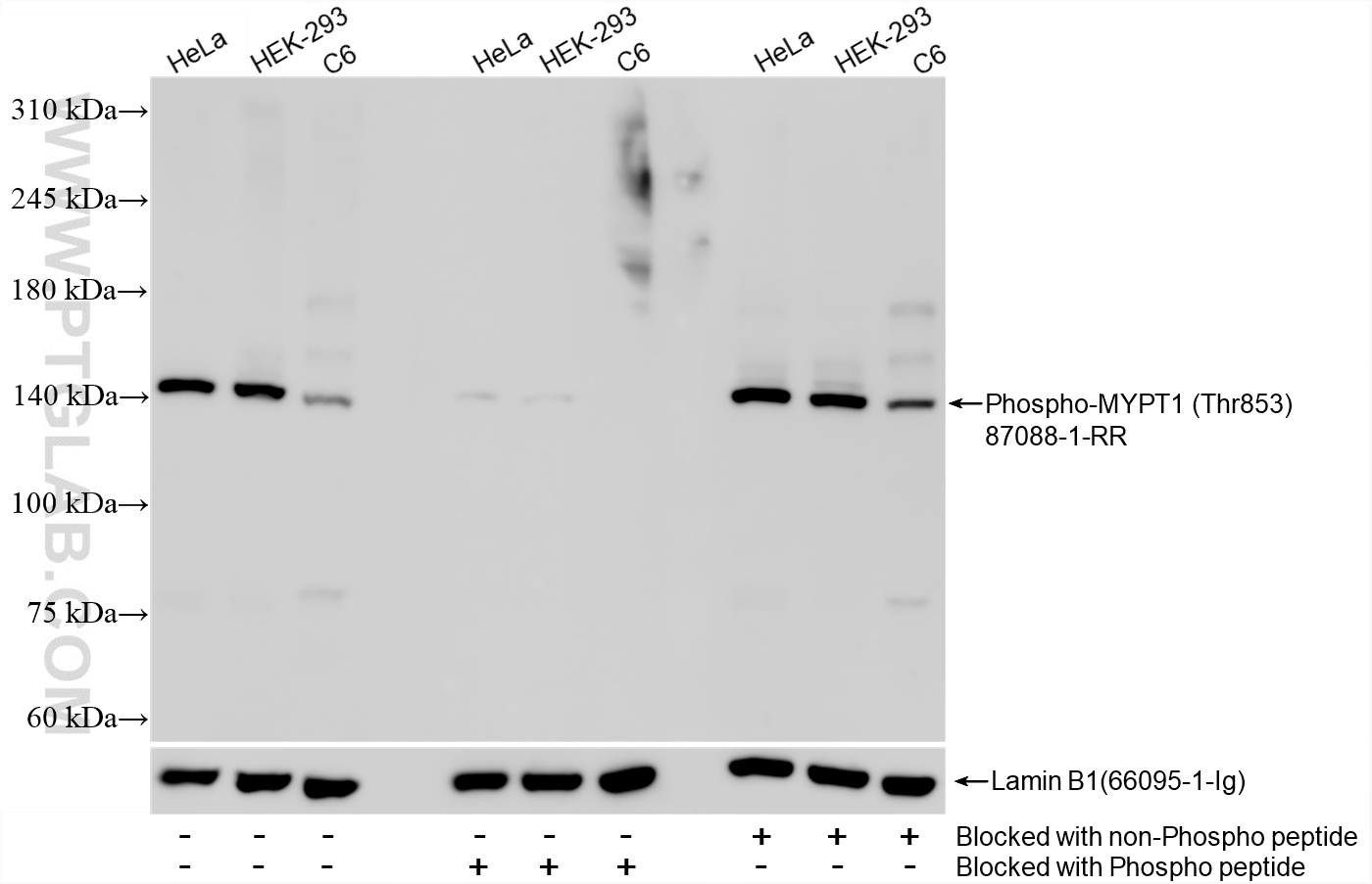HeLa cells, HEK-293 cells and C6 cells were subjected to SDS PAGE followed by western blot with <a class='green' href='/productredirect?CatalogNo=87088-1-RR' target='_blank'>87088-1-RR</a> (Phospho-MYPT1 (Thr853) antibody) blocked with BSA only, Phospho-MYPT1 (Thr853) peptide or non-Phospho peptide at dilution of 1:2000 incubated at room temperature for 1.5 hours. The membrane was stripped and re-blotted with Lamin B1 antibody (<a class='green' href='/productredirect?CatalogNo=66095-1-Ig' target='_blank'>66095-1-Ig</a>) as loading control. This data was developed using the same antibody clone with 87088-1-PBS in a different storage buffer formulation. WB analysis using 87088-1-RR (same clone as 87088-1-PBS)