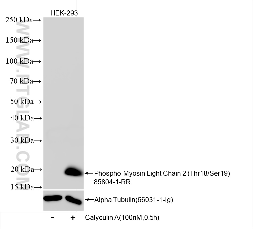 WB analysis of HEK-293 using 85804-1-RR (same clone as 85804-1-PBS)