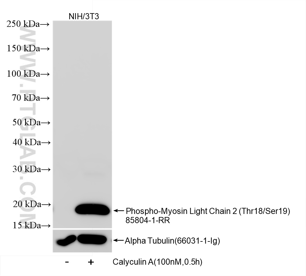 WB analysis of NIH/3T3 using 85804-1-RR (same clone as 85804-1-PBS)