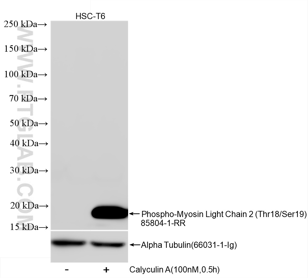 WB analysis of HSC-T6 using 85804-1-RR (same clone as 85804-1-PBS)