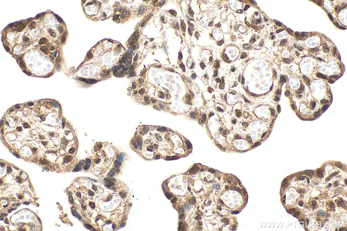 IHC staining of human placenta using 80379-2-RR IHC staining of human placenta using 80379-2-RR