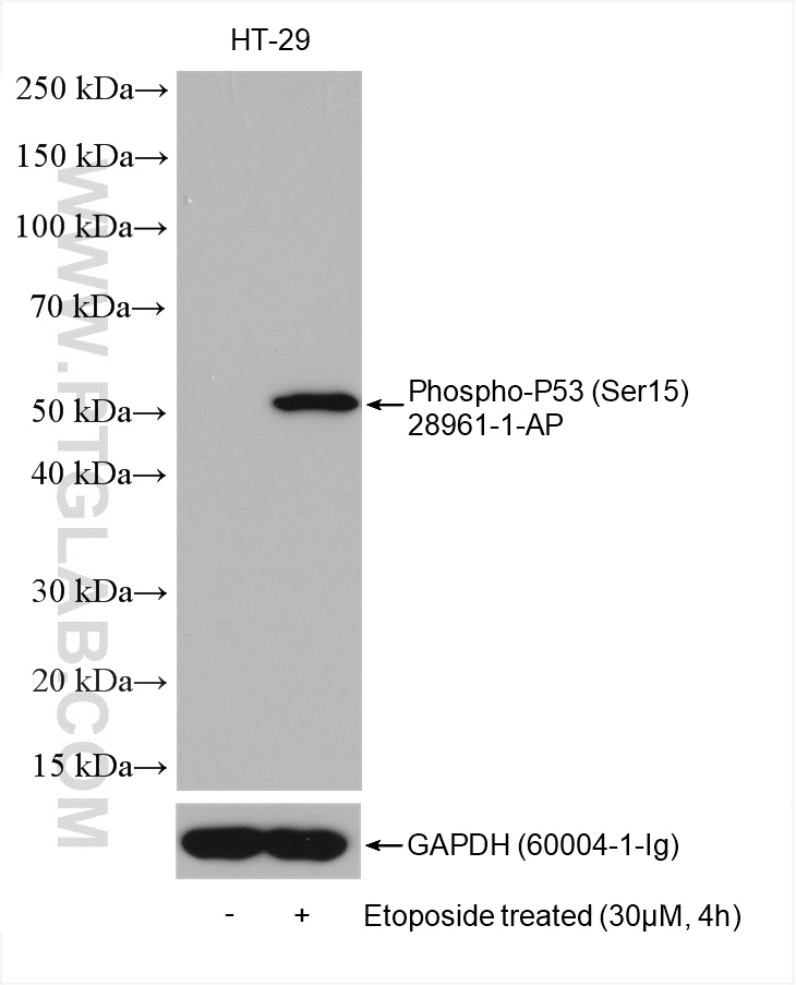 WB analysis using 28961-1-AP