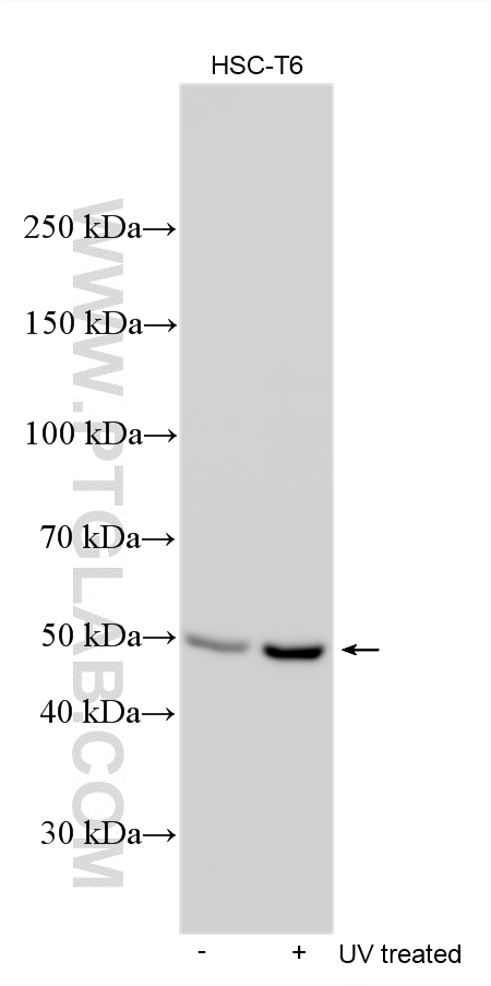 WB analysis using 28961-1-AP