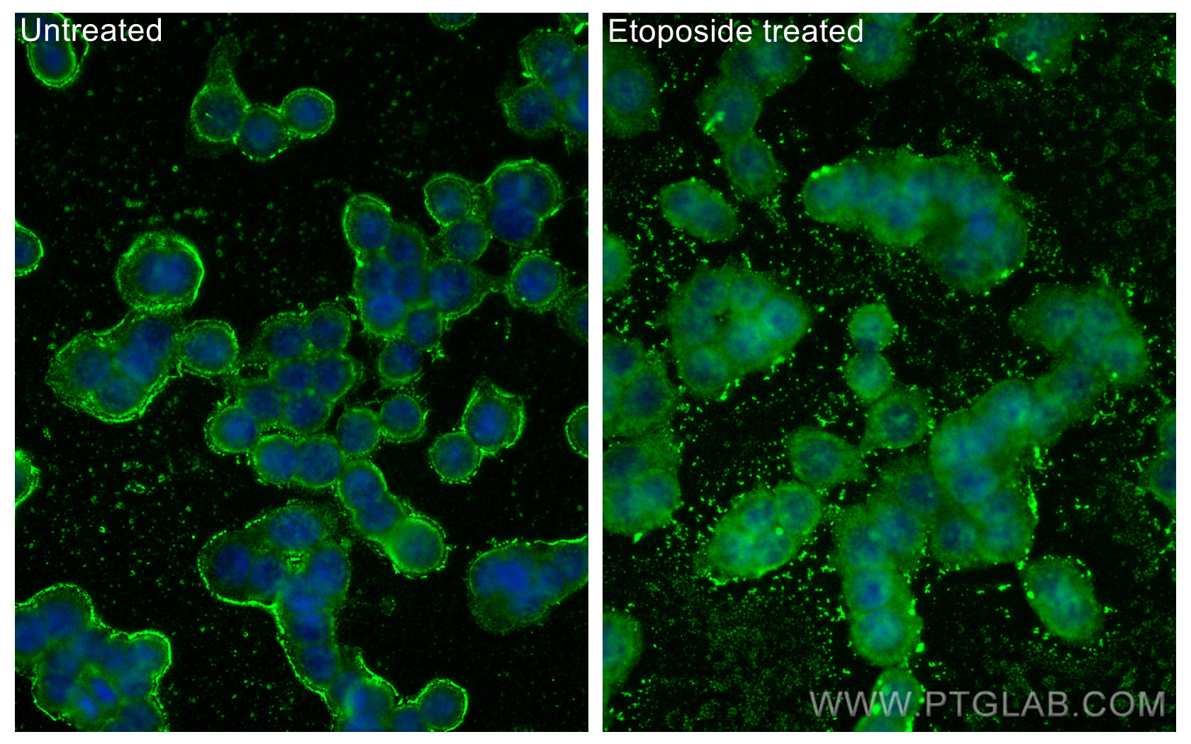 IF Staining of HT-29 using 67826-1-Ig (same clone as 67826-1-PBS)