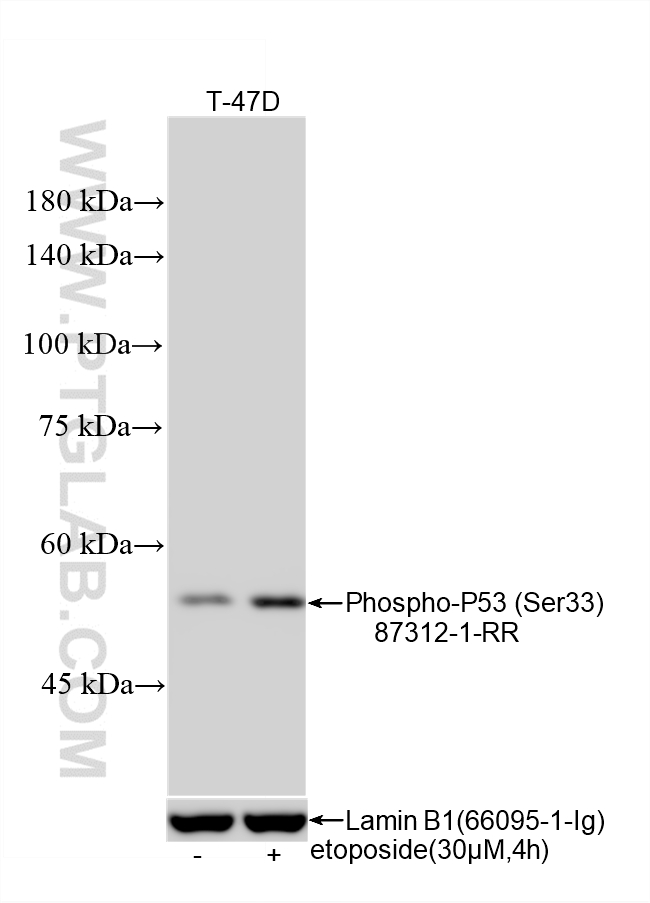 WB analysis of T-47D using 87312-1-RR