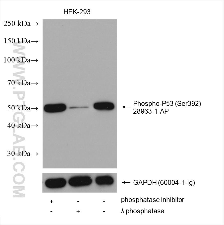 WB analysis using 28963-1-AP