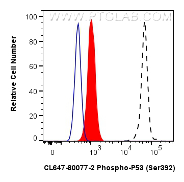 1X10^6 HeLa cells untreated (dashed lines) or treated with λ phosphatase which intracellularly stained with 0.13 ug Phospho-RPS6KA1 (Thr359/Ser363) Recombinant monoclonal antibody (<a class='green' href='/productredirect?CatalogNo=81475-1-RR' target='_blank'>81475-1-RR</a>, Clone:3O10) and CoraLite®488-Conjugated Goat Anti-Rabbit IgG(H+L) (<a class='green' href='/productredirect?CatalogNo=SA00013-2' target='_blank'>SA00013-2</a>)(red), or 0.13 ug Rabbit IgG Isotype Control RecAb (<a class='green' href='/productredirect?CatalogNo=98136-1-RR' target='_blank'>98136-1-RR</a>, Clone: 240953C9) (blue). Cells were fixed and permeabilized with Flow Cytometry Phosphorylated Protein Fixation/Permeabilization Kit (<a class='green' href='/productredirect?CatalogNo=PF00026' target='_blank'>PF00026</a>). 0.25 ug Coralite® Plus 647 Phospho-P53 (Ser392) Recombinant Antibody (CL647-80077-2, Clone:241575F6)(red), or 0.25 ug CoraLite® Plus 647 Rabbit IgG Isotype Control RecAb (<a class='green' href='/productredirect?CatalogNo=CL647-98136' target='_blank'>CL647-98136</a>, Clone: 240953C9) (blue). Cells were fixed and permeabilized with Flow Cytometry Phosphorylated Protein Fixation/Permeabilization Kit (<a class='green' href='/productredirect?CatalogNo=PF00026' target='_blank'>PF00026</a>). FC experiment of HeLa using CL647-80077-2