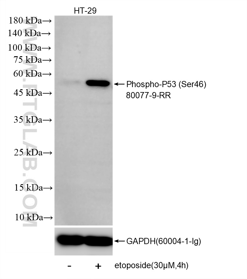 WB analysis using 80077-9-RR