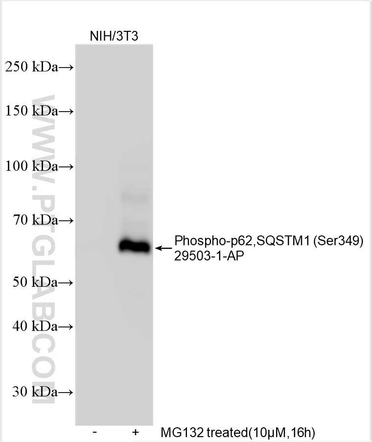 WB analysis using 29503-1-AP