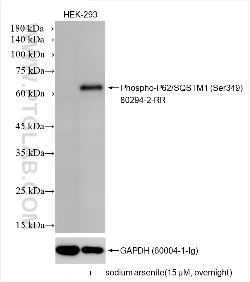 WB analysis of HEK-293 using 80294-2-RR