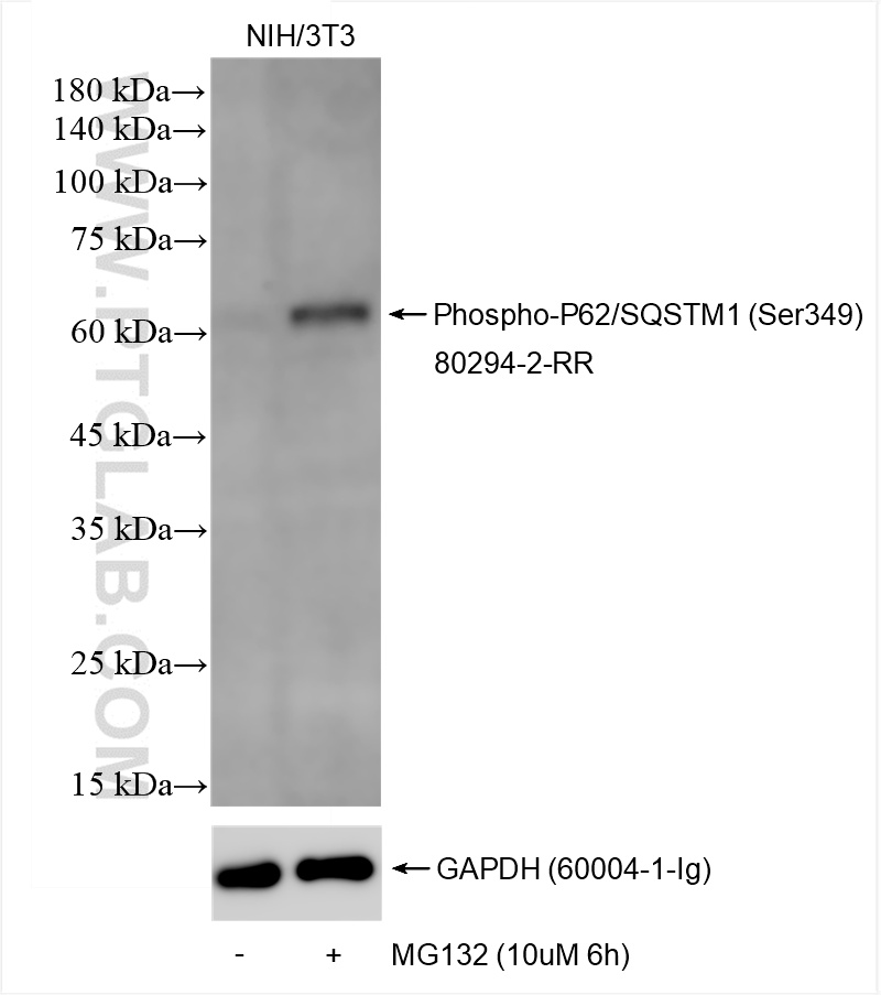 WB analysis of NIH/3T3 using 80294-2-RR