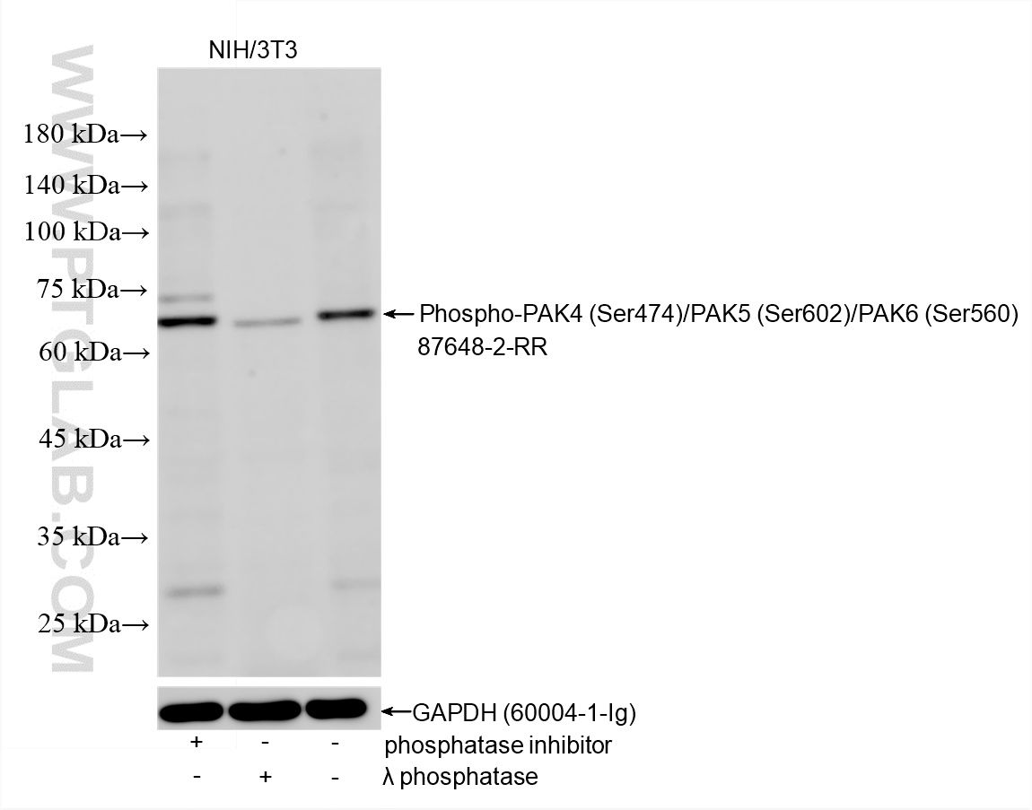 WB analysis using 87648-2-RR (same clone as 87648-2-PBS)