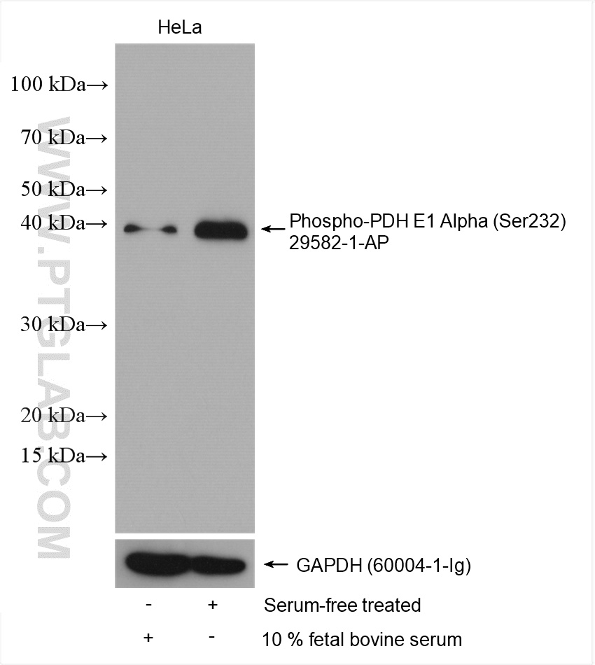 WB analysis using 29582-1-AP