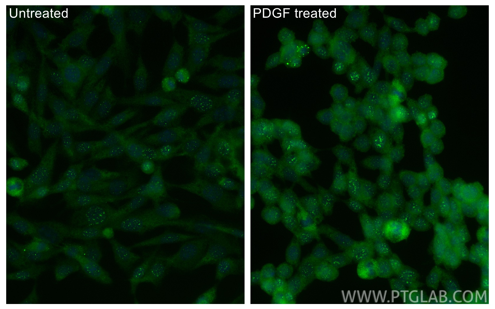 IF Staining of NIH/3T3 using 29241-1-AP IF Staining of NIH/3T3 using 29241-1-AP