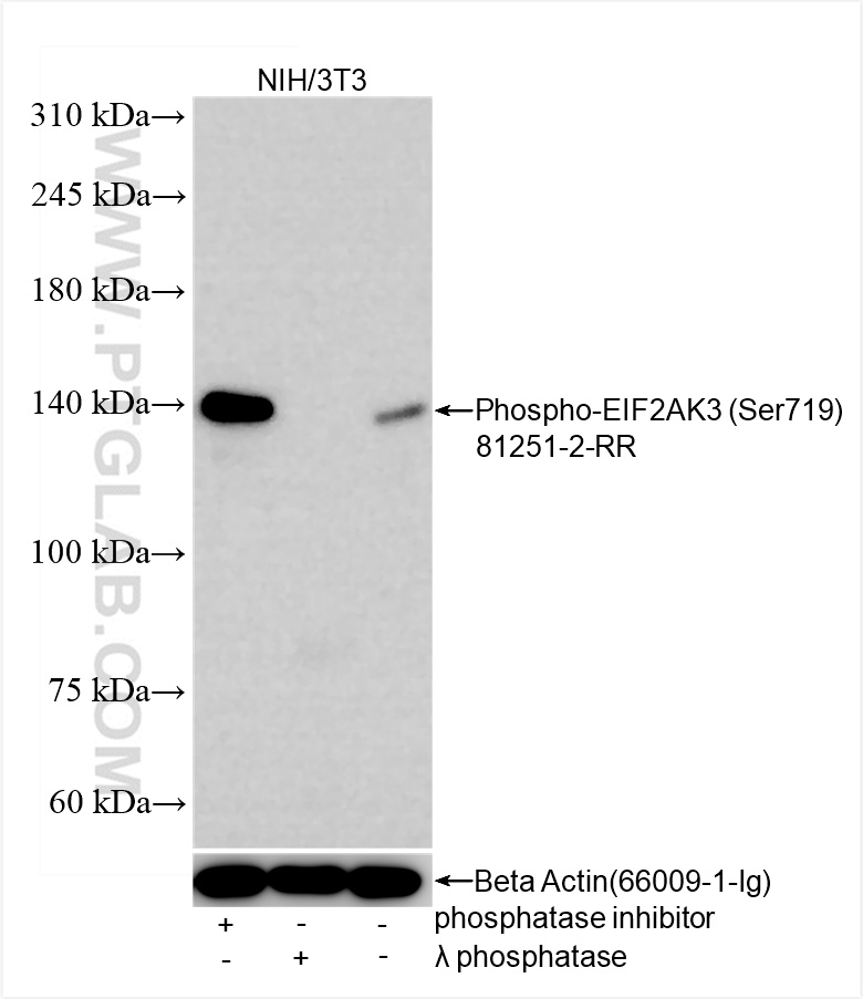 WB analysis using 81251-2-RR (same clone as 81251-2-PBS)