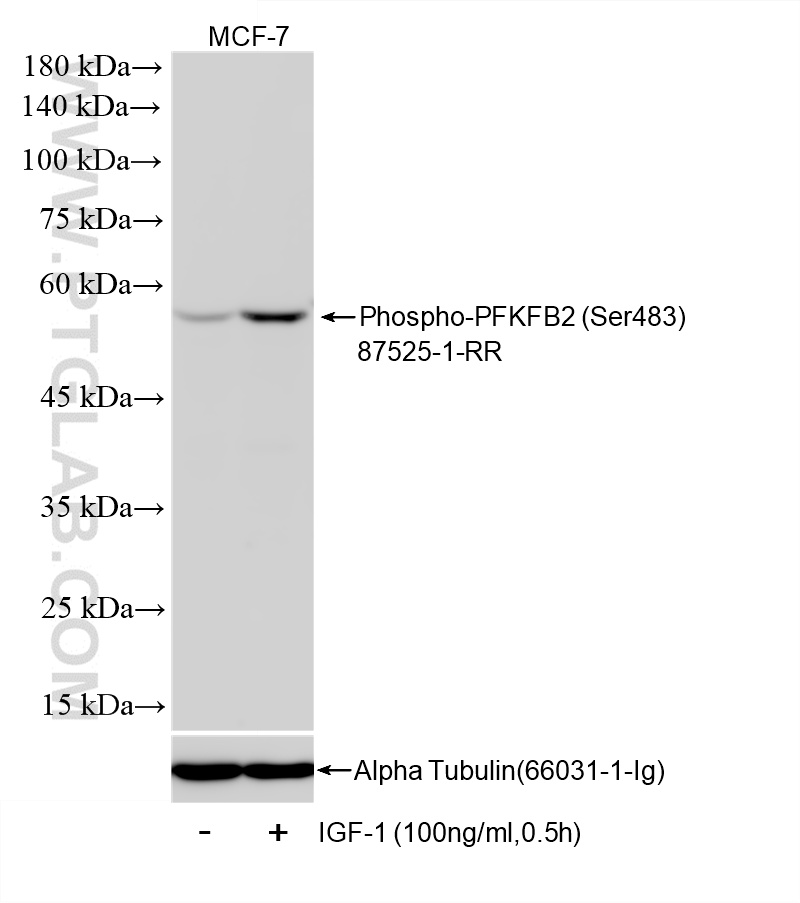 Non-treated MCF-7 cells and IGF-1 treated MCF-7 cells were subjected to SDS PAGE followed by western blot with <a class='green' href='/productredirect?CatalogNo=87525-1-RR' target='_blank'>87525-1-RR</a> (Phospho-PFKFB2 (Ser483) antibody) at dilution of 1:2000 incubated at room temperature for 1.5 hours. The membrane was stripped and re-blotted with Alpha Tubulin (<a class='green' href='/productredirect?CatalogNo=66031-1-Ig' target='_blank'>66031-1-Ig</a>) antibody as a loading control. This data was developed using the same antibody clone with 87525-1-PBS in a different storage buffer formulation. WB analysis of MCF-7 using 87525-1-RR (same clone as 87525-1-PBS)