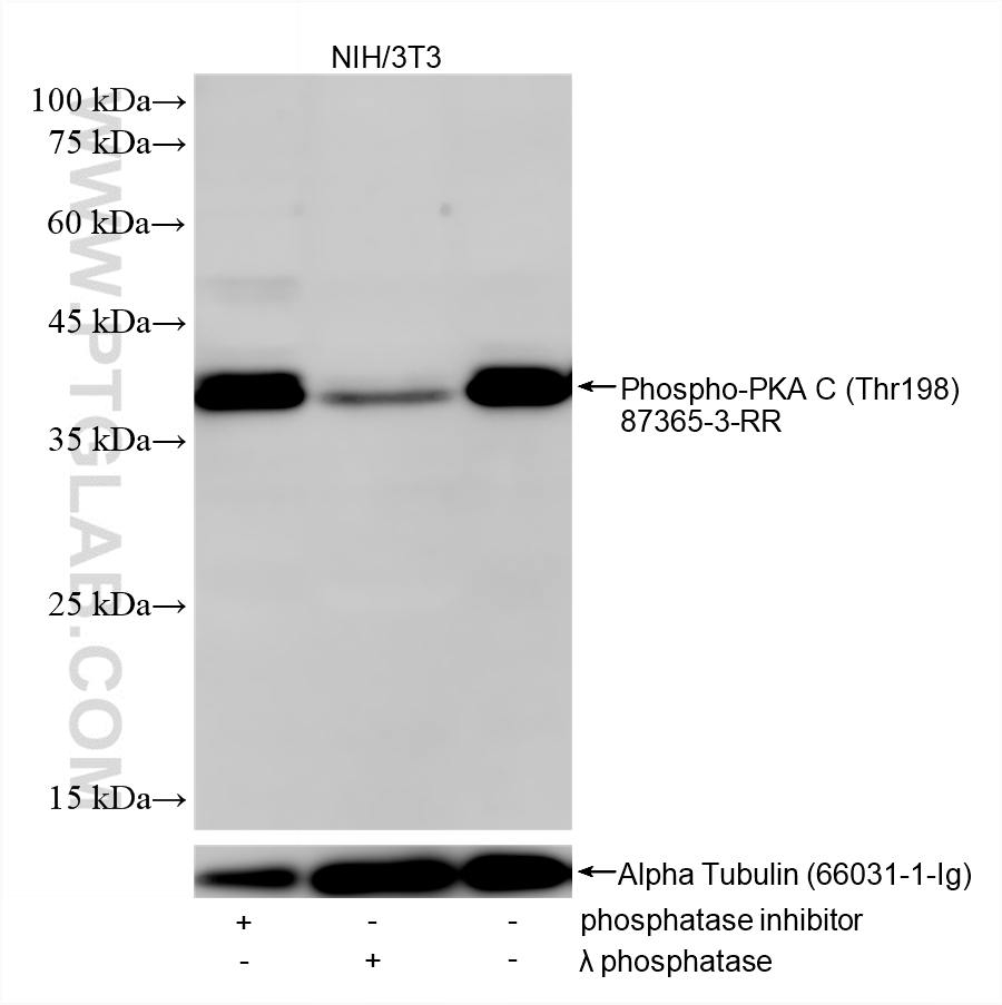 WB analysis of NIH/3T3 using 87365-3-RR
