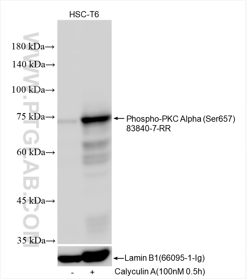 WB analysis using 83840-7-RR (same clone as 83840-7-PBS)