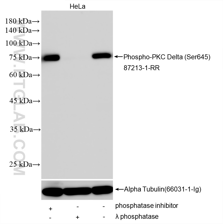 WB analysis using 87213-1-RR WB analysis using 87213-1-RR