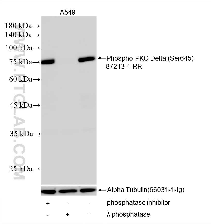 WB analysis using 87213-1-RR WB analysis using 87213-1-RR