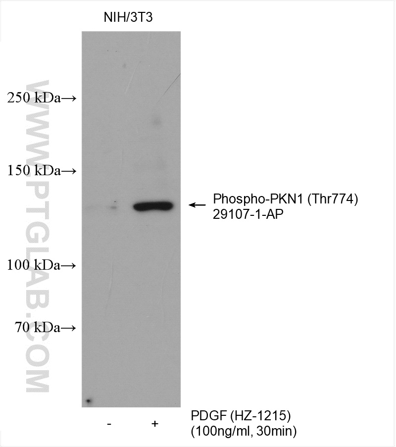 WB analysis using 29107-1-AP