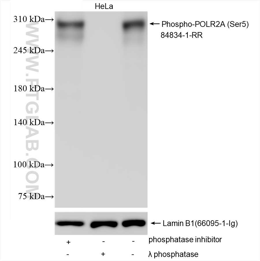 WB analysis using 84834-1-RR
