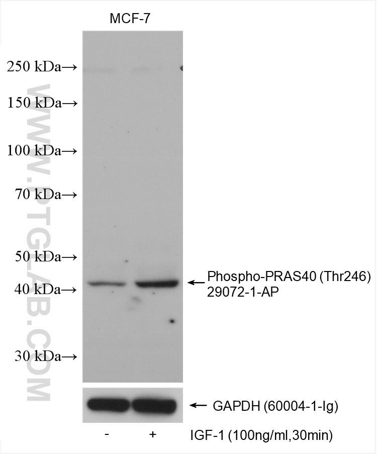 WB analysis using 29072-1-AP