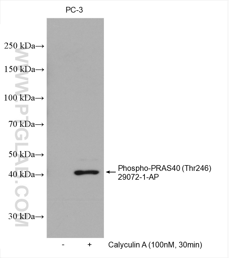 WB analysis using 29072-1-AP