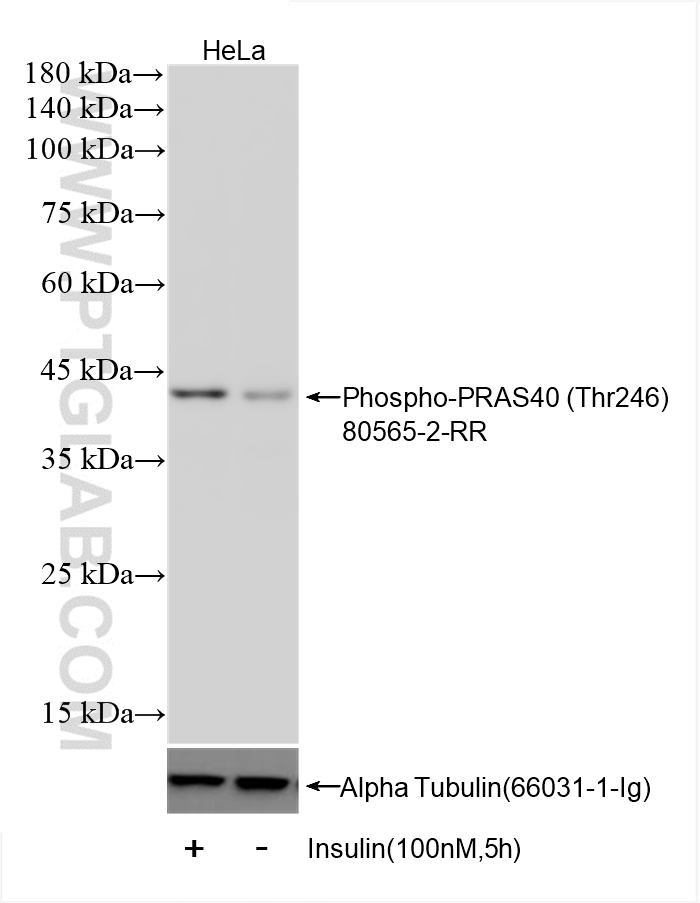 WB analysis using 80565-2-RR