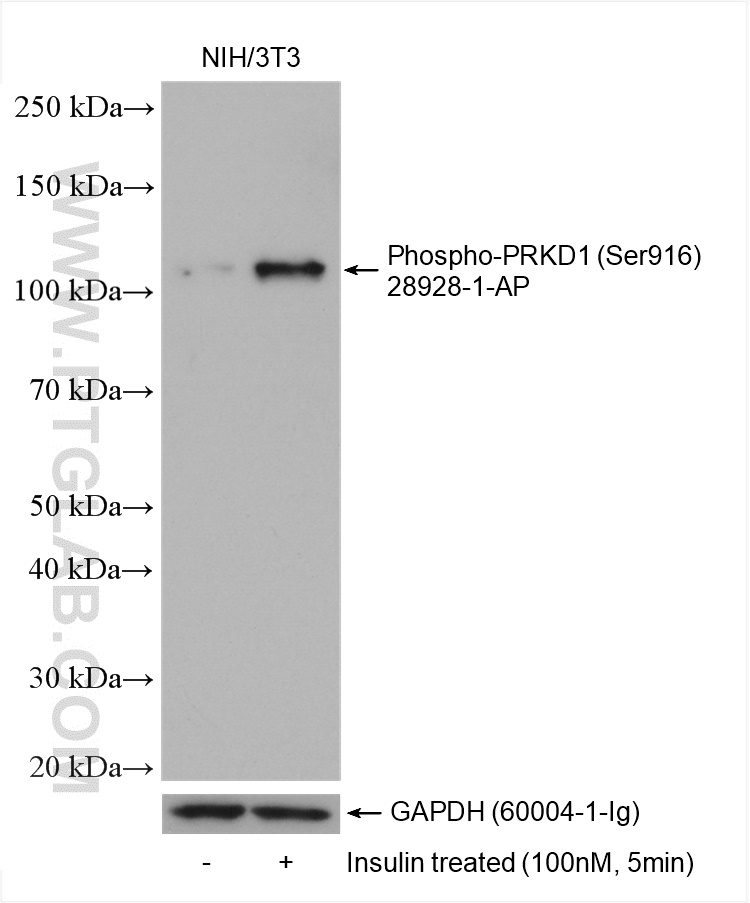 WB analysis using 28928-1-AP