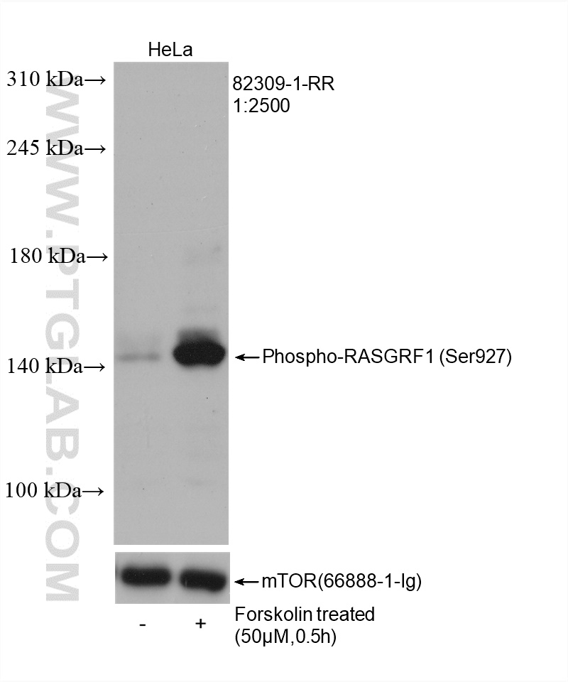 WB analysis of HeLa using 82309-1-RR